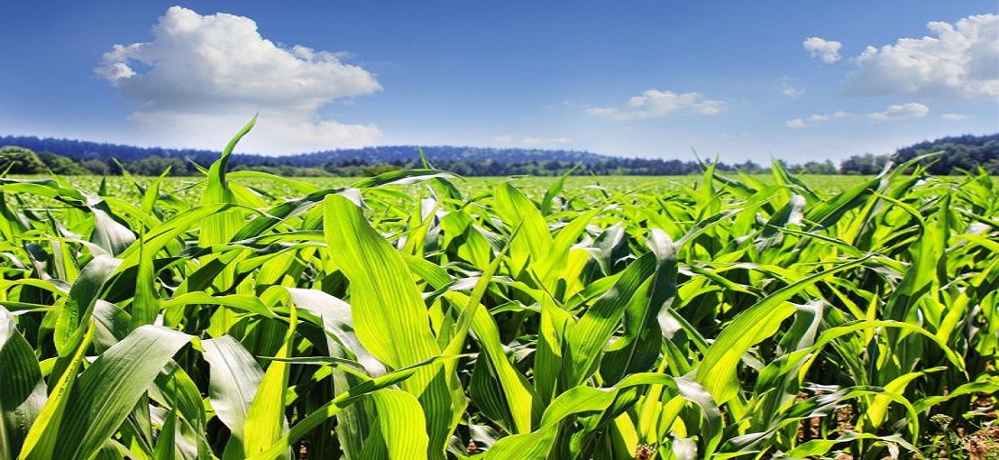 Núcleos Agrarios